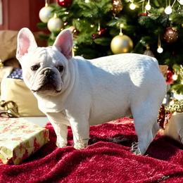 Pooh - Cream male French Bulldog puppy in Evans, Georgia from Le’ Petit Frenchies