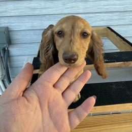 Honey - Cream female Dachshund puppy in Mountain Home, Arkansas from Furry Friends Kennel