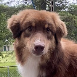 Lippy - Australian Shepherd