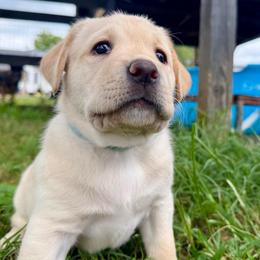 Princess Bubblegum - Yellow female Labrador Retriever puppy in Culpeper, Virginia from Blue Ridge Canine