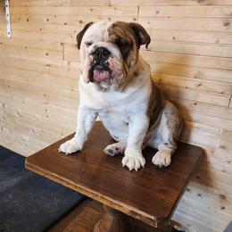 Edmond - Bulldog