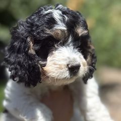 Rocky - Tri-color male Cavachon puppy in Draper, Utah from Cavachon Love Chocolate Cavaliers, Cavaliers, Cavachon’s, Cavapoos