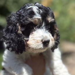 Rocky - Tri-color male Cavachon puppy in Draper, Utah from Cavachon Love Chocolate Cavaliers, Cavaliers, Cavachon’s, Cavapoos