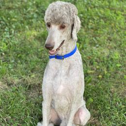 Major  - Poodle