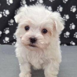 Luca - White male Maltese puppy in Monticello, Iowa from Ashley’s Puppies
