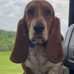 Basset Hounds from Badger State Bassets