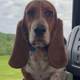 Basset Hounds from Badger State Bassets