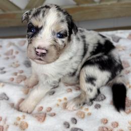 Girl 2 - Blue merle female Australian Shepherd puppy in Volant, Pennsylvania from Addie's Aussies