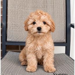 Sunny - Apricot male Goldendoodle puppy in Swartz Creek, Michigan from Michigan Doodles