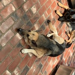 German Shepherd All Grown Up from Von Christel Haus German Shepherds