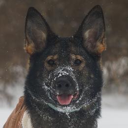 Finch - German Shepherd