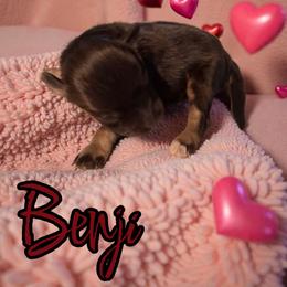 Benji - Liver male Miniature Schnauzer puppy in Clemmons, North Carolina from Schnauzer Snobs