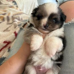 Smokey - Blue merle male Toy Australian Shepherd puppy in Quincy, Michigan from Ivy Meadows and Friends