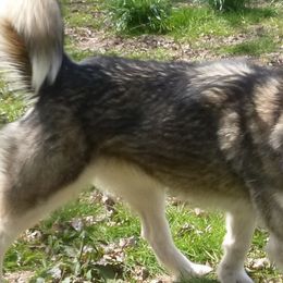 Alaskan Malamutes from Wayeh Alaskan Malamutes