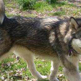 Alaskan Malamutes from Wayeh Alaskan Malamutes