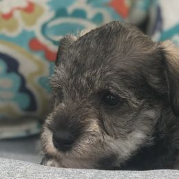 Goldendoodle, Schnoodle, and Sheepadoodle Puppies from Dood Ranch