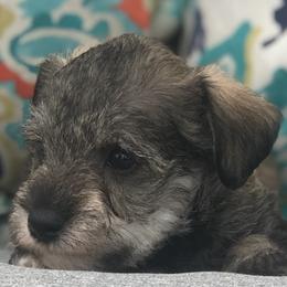 Goldendoodle, Schnoodle, and Sheepadoodle Puppies from Dood Ranch