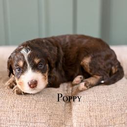 Girl 3 - female Bernedoodle puppy in Tucson, Arizona from Sun Valley Goldendoodles