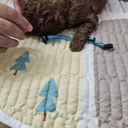 Boy 3 light blue - Poodle puppy from Sondra's Miniature Poodles