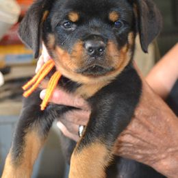 Orange collar very kissie puppy, Sweet temperament - Black and mahogany male Rottweiler puppy in Dawson Springs, Kentucky from Lakeview Rottweilers