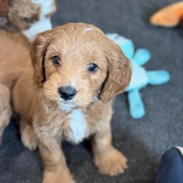 Wallen - Red  male Goldendoodle puppy in Wharton, Texas from Little Fur Friends