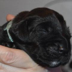 Field Spaniel Puppies from Nautica Field Spaniels