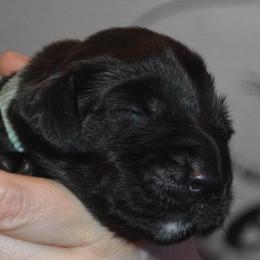 Field Spaniel Puppies from Nautica Field Spaniels