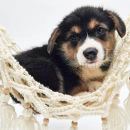 Oreo - Black and tan male Pembroke Welsh Corgi puppy in Kiowa, Colorado from Cool Water Corgis LLC