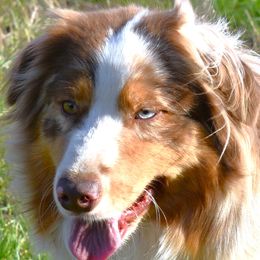 Pebbles - Australian Shepherd