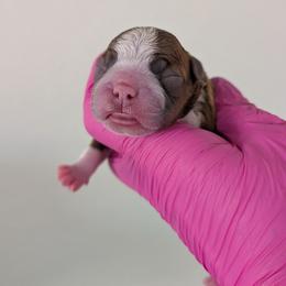Red girl (on hold for Mary) - Red female Boston Terrier puppy in Oak Hills, California from All American Boston Terriers