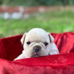 Suger - Cream female French Bulldog puppy in Elmore City, Oklahoma from OK America Kennels