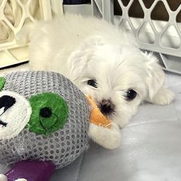 Maltese Puppies from Platinum Dunes Maltese Kennel