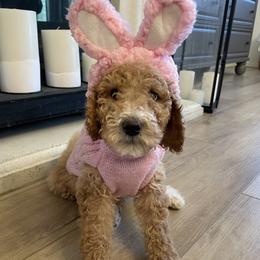 Gigi - Apricot female Poodle puppy in Calimesa, California from Coriander Pups