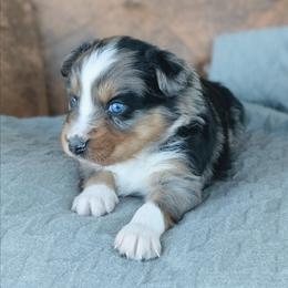 Girl 4 Pink - Blue merle female Australian Shepherd puppy in Yakima, Washington from Naches Heights Ranch