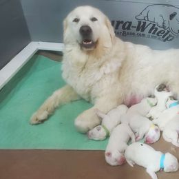 Zinnia - Great Pyrenees