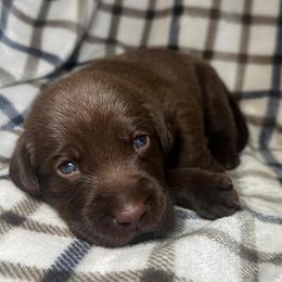 Boy 9 - Chocolate male Labrador Retriever puppy in Disputanta, Virginia from Powells Creek Retreivers