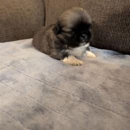 Sophie - Gray sable female Pekingese puppy in Kingman, Arizona from Faithlyn Harvey