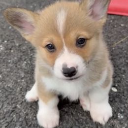 Red female 900 - Red and white female American Corgi puppy in Scottown, Ohio from Wyndy Ridge Corgis