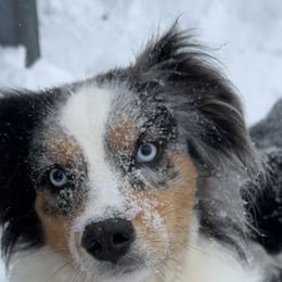 Sassy - Miniature Australian Shepherd