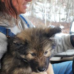 Native American Indian Dog Puppies from Corn Moon Kennels: a member of the Native American Indian Dog Preservation Project