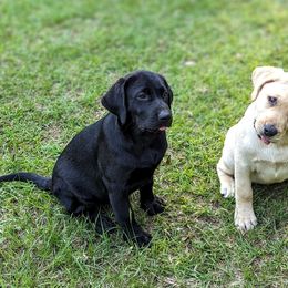 Labrador Retriever Puppies from Labradors Forever