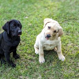 Labrador Retriever Puppies from Labradors Forever