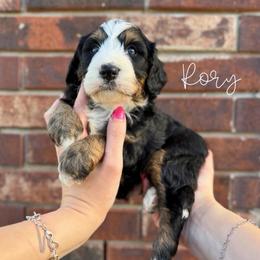 Rory - Tri-color male Bernedoodle puppy in Owasso, Oklahoma from Kallams Bernedoodles & Bernese Mountain Dogs