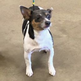 Yaddle - Teddy Roosevelt Terrier
