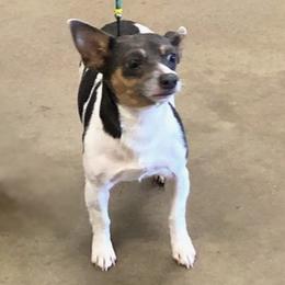 Yaddle - Teddy Roosevelt Terrier