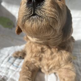 Goldendoodle Puppies from Cassie Farms