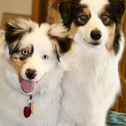 Australian Shepherd Puppies from HHK (Hot House Kennel)