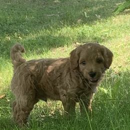Goldendoodle Puppies from Missoula Family Goldendoodles