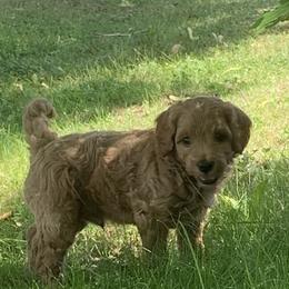 Goldendoodle Puppies from Missoula Family Goldendoodles