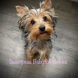 Maybell - Yorkshire Terrier